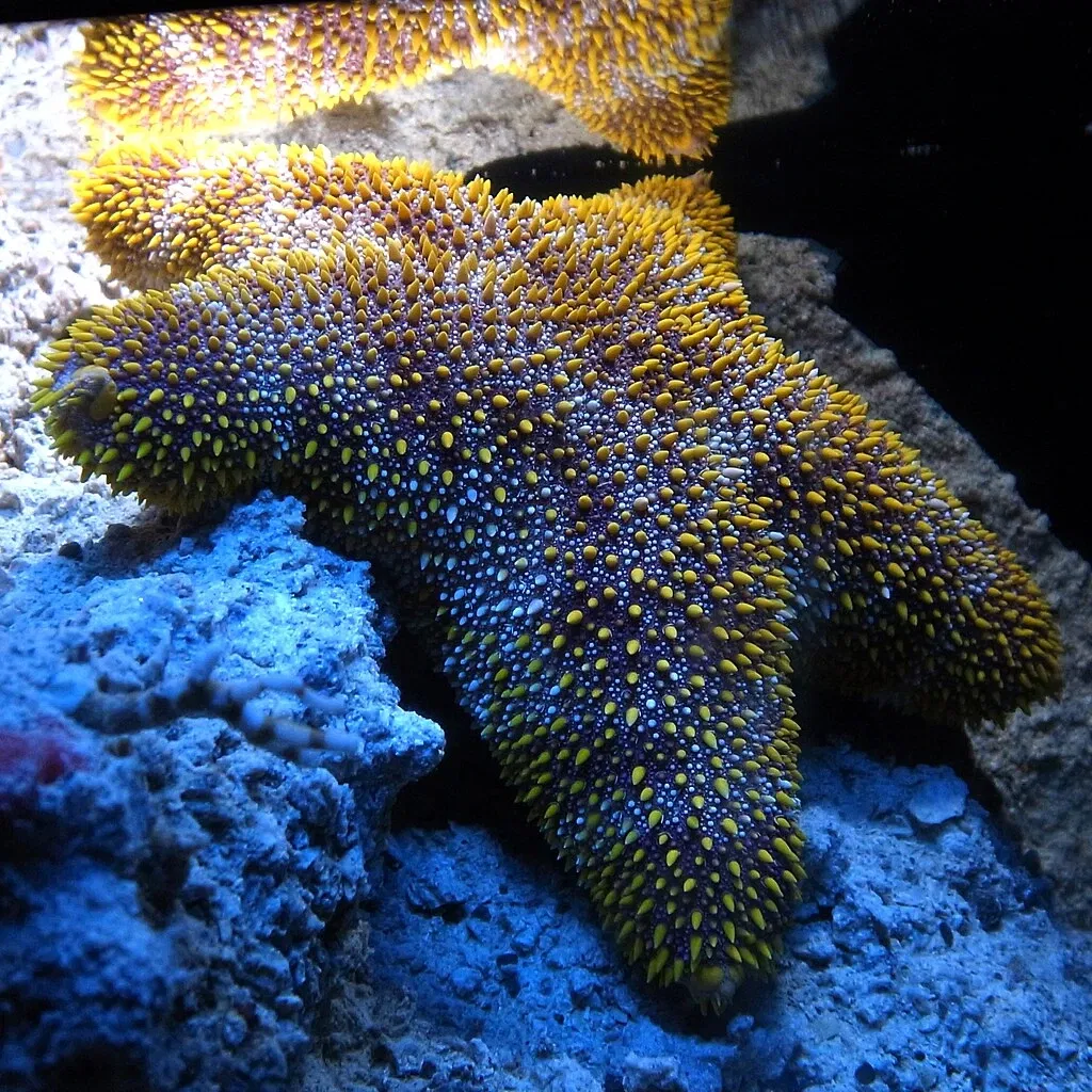 Okinawa Churaumi Aquarium