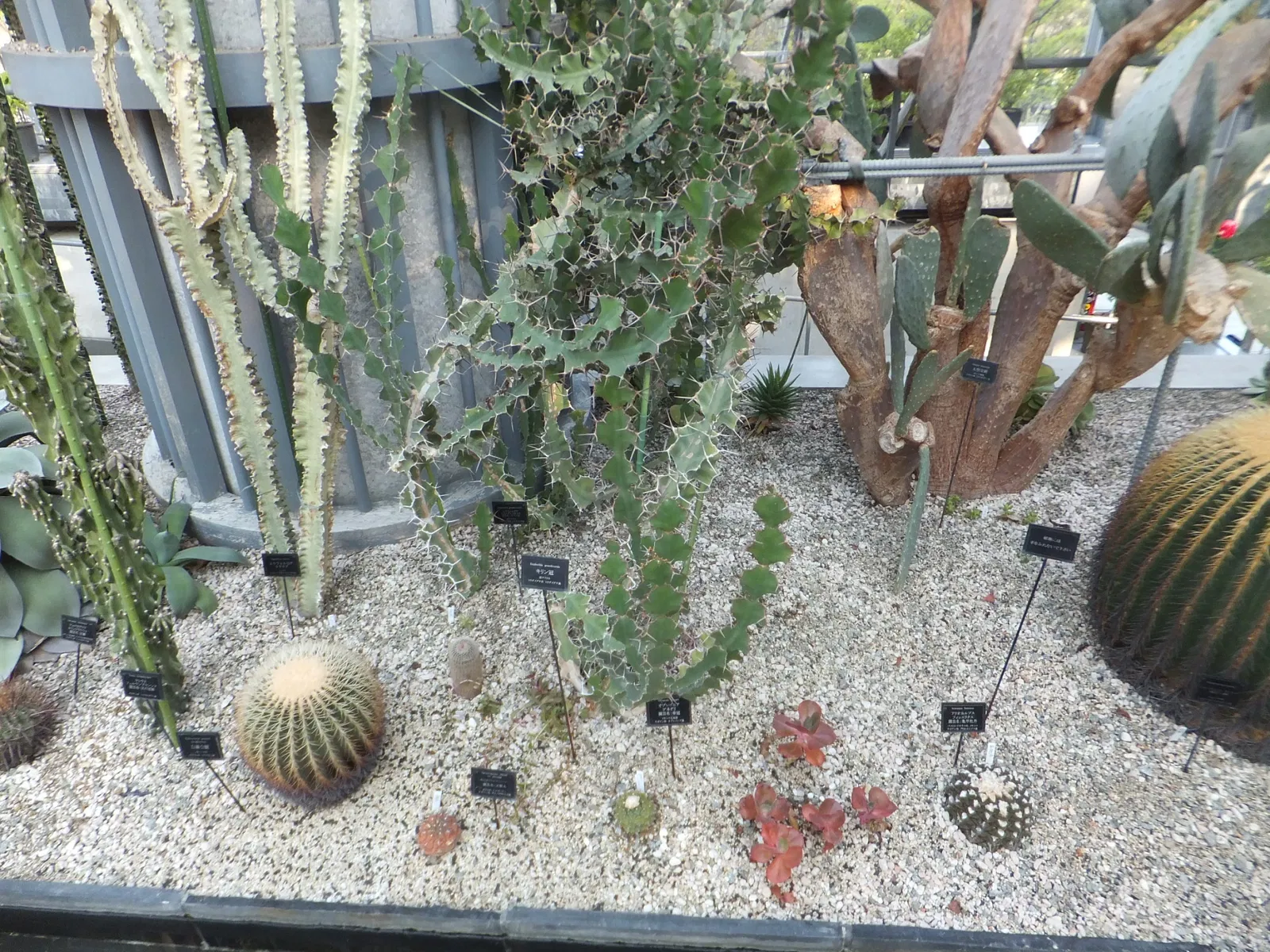 Kiseki No Hoshi Greenhouse