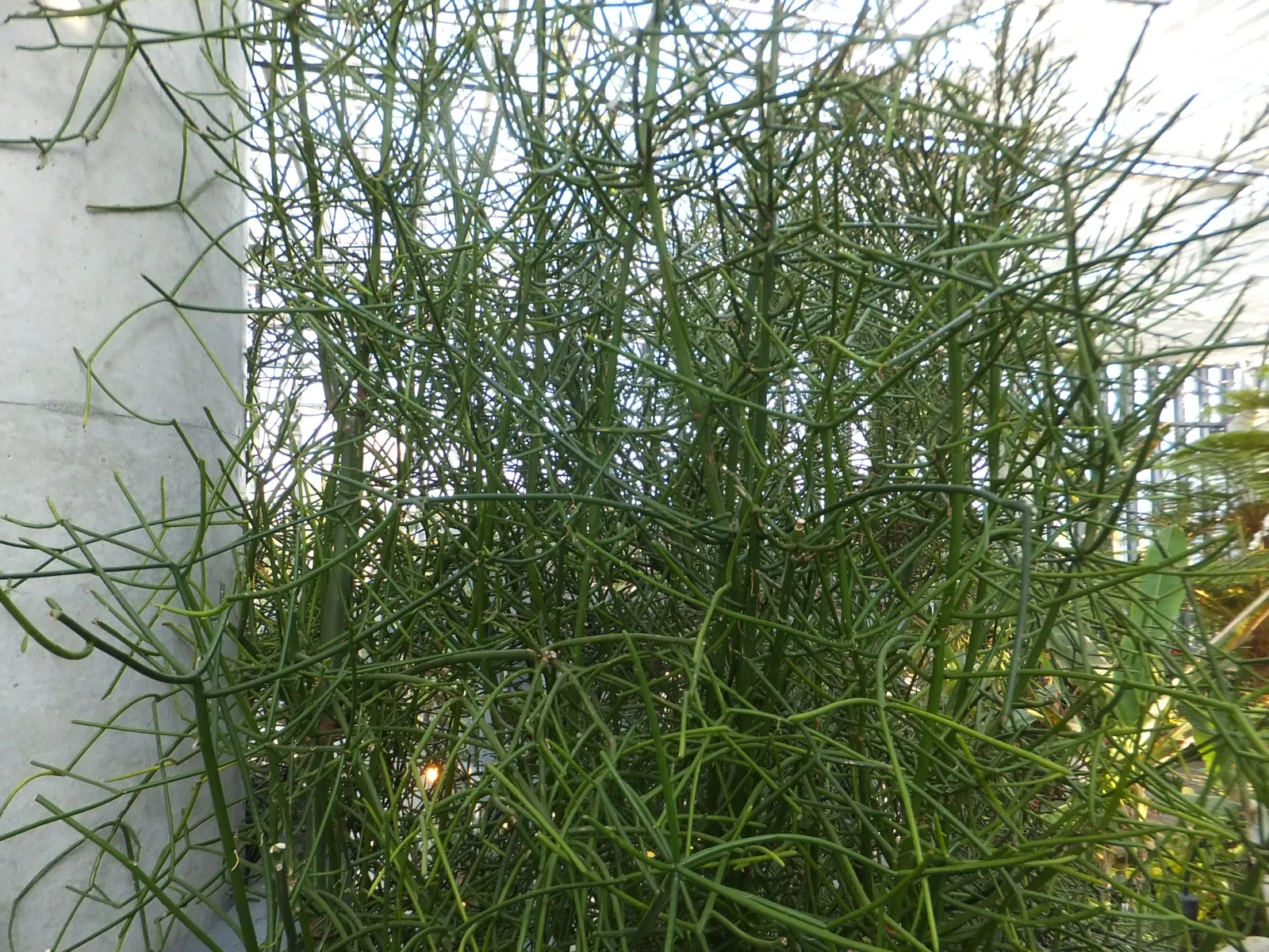 Kiseki No Hoshi Greenhouse