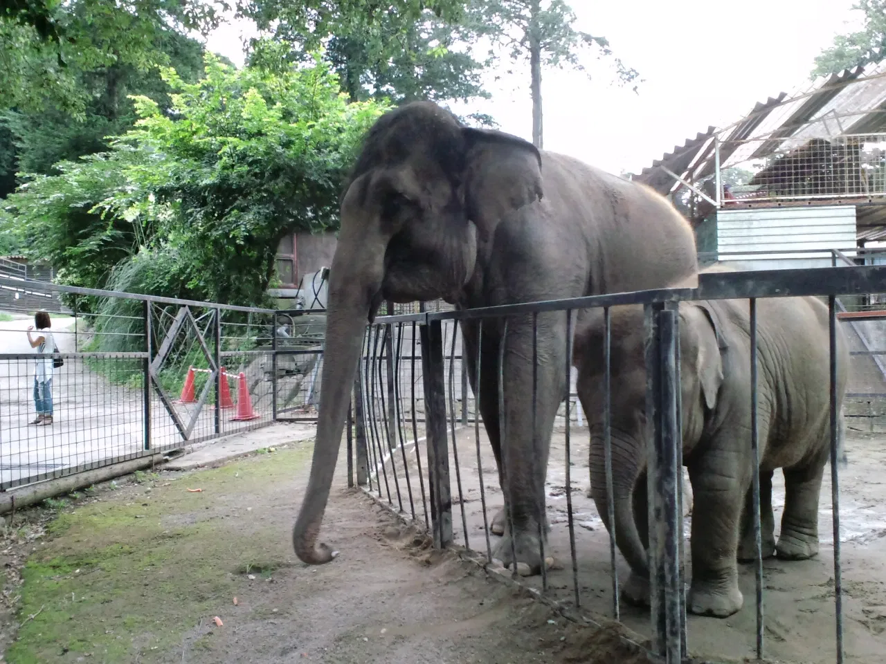 Ichihara Elephant Kingdom