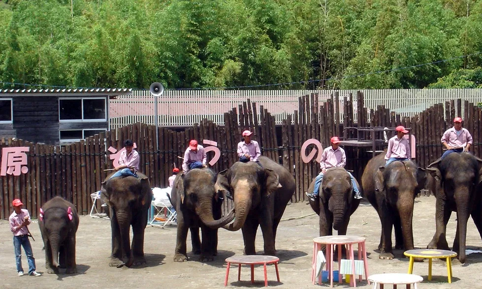 Ichihara Elephant Kingdom