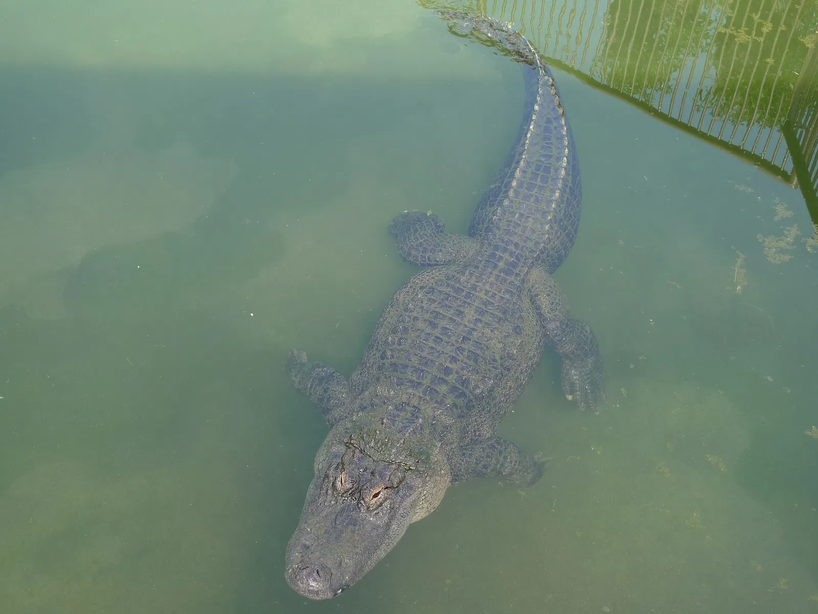 Atagawa Tropical & Alligator Garden