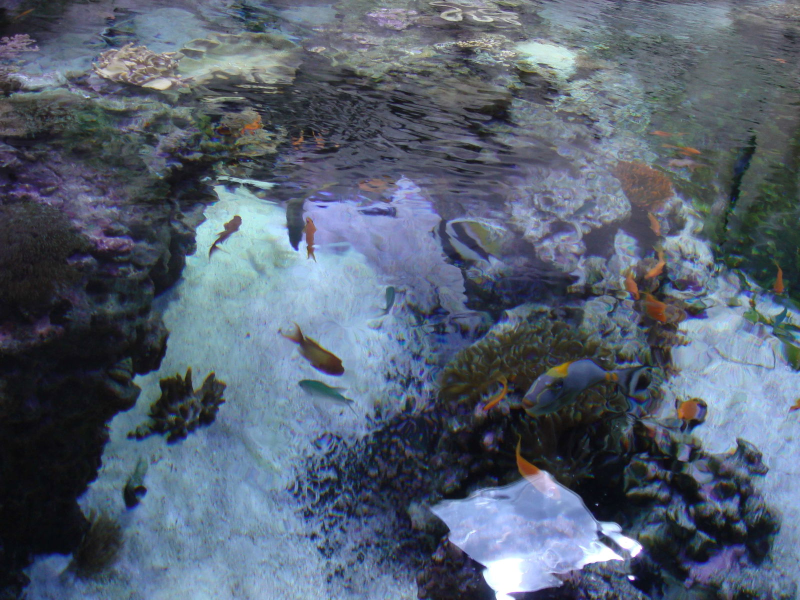 Acquario civico