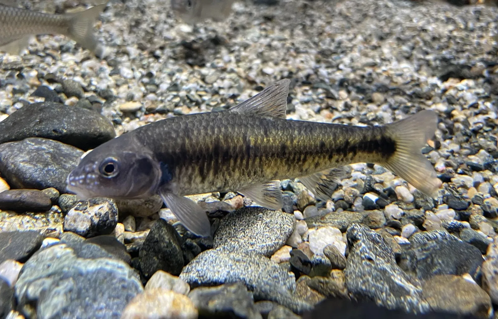 Marine World Uminonakamichi