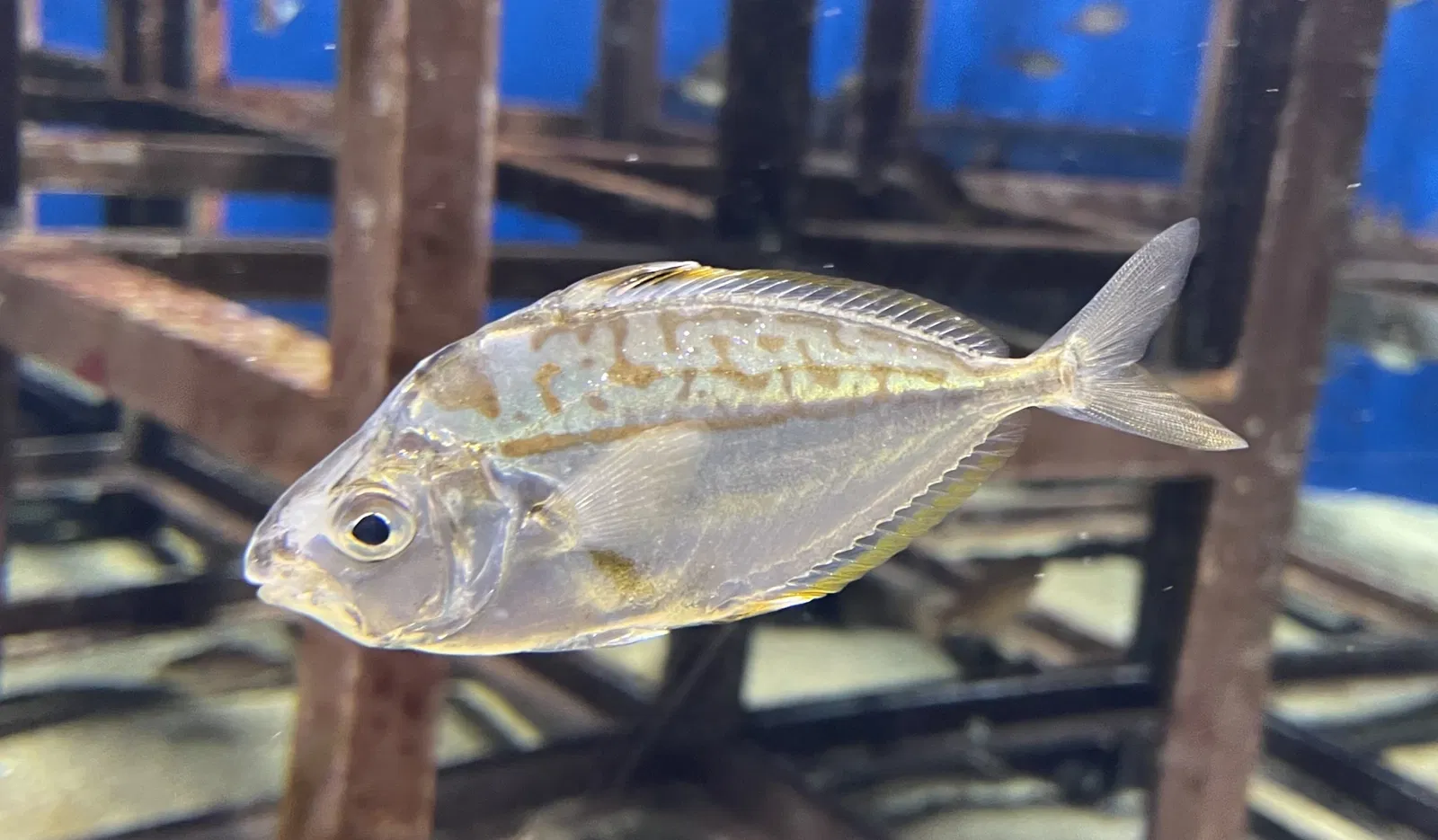 Marine World Uminonakamichi