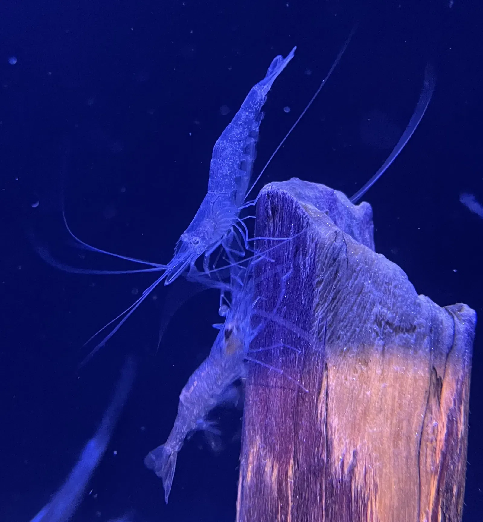 Marine World Uminonakamichi