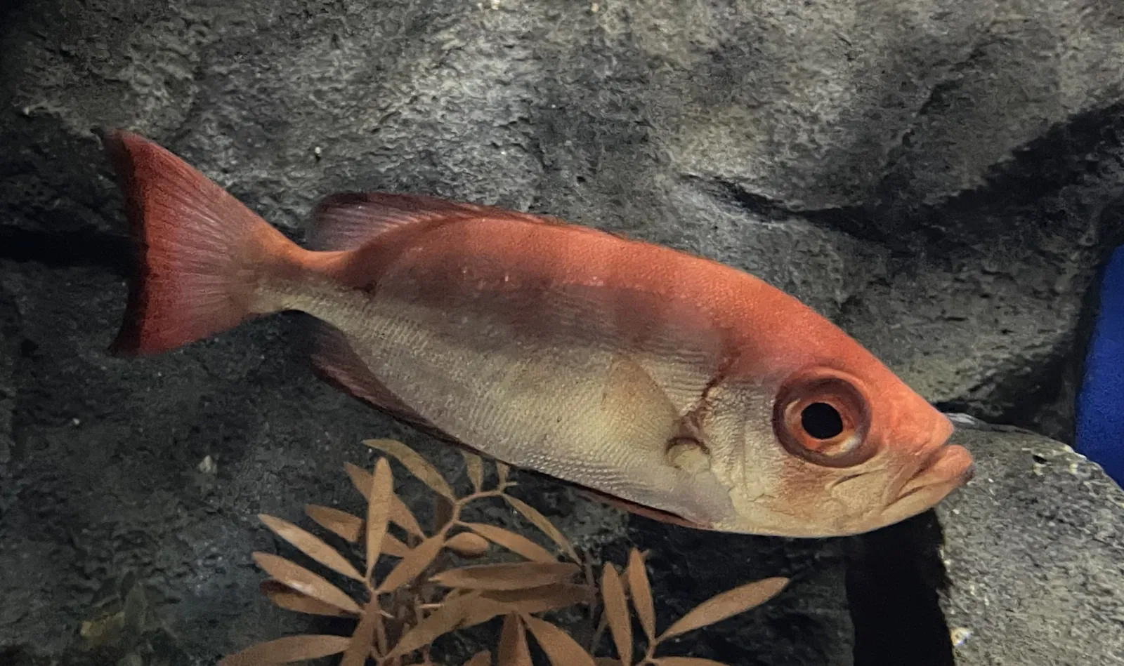 Marine World Uminonakamichi