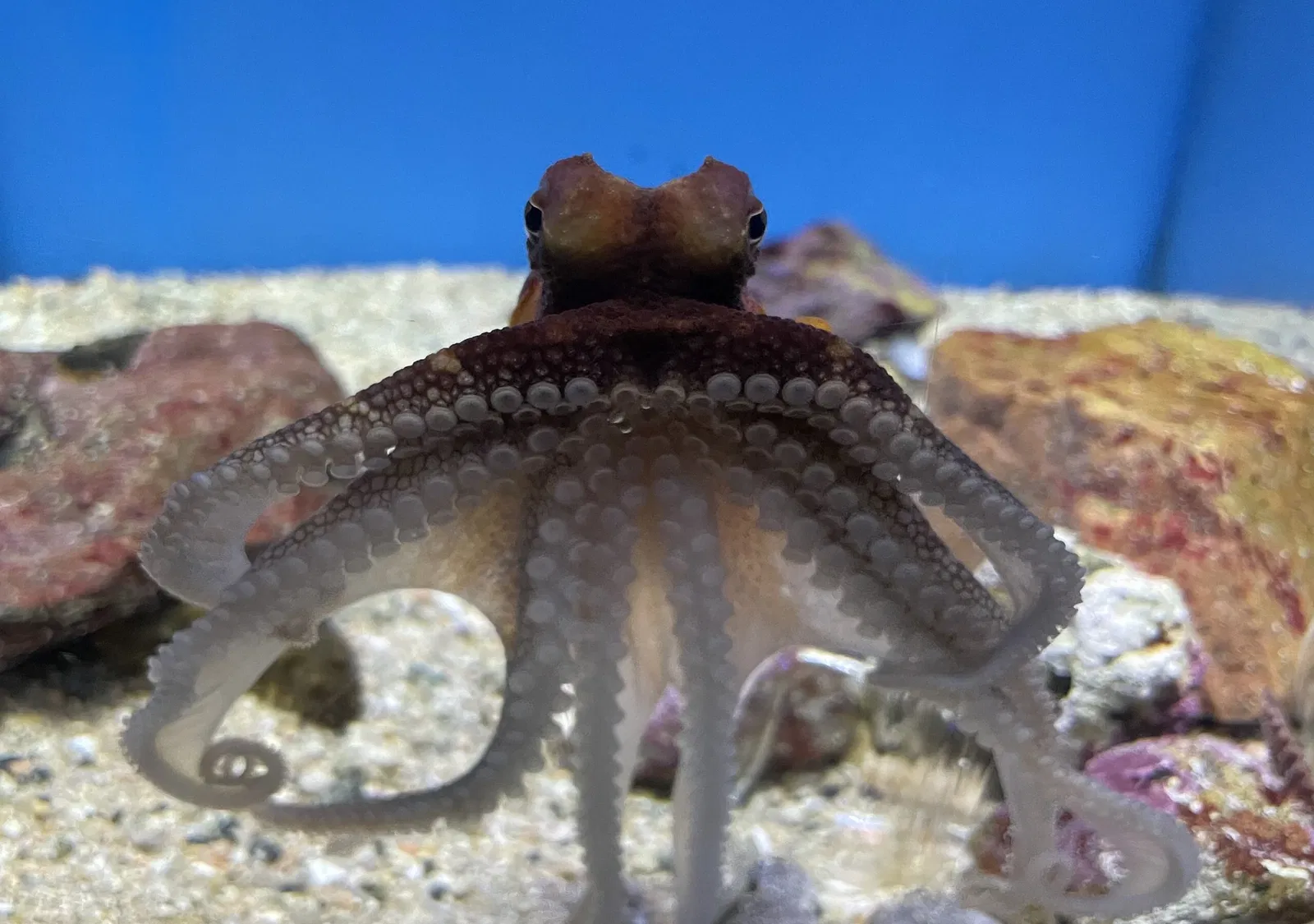 Marine World Uminonakamichi