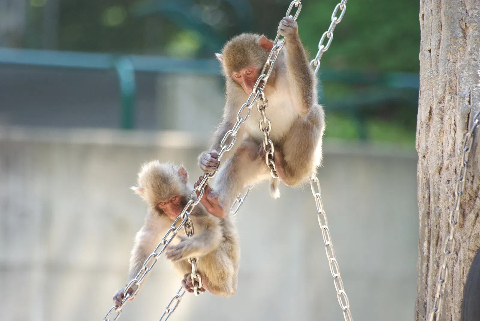 Fukuoka Municipal Zoo and Botanical Garden