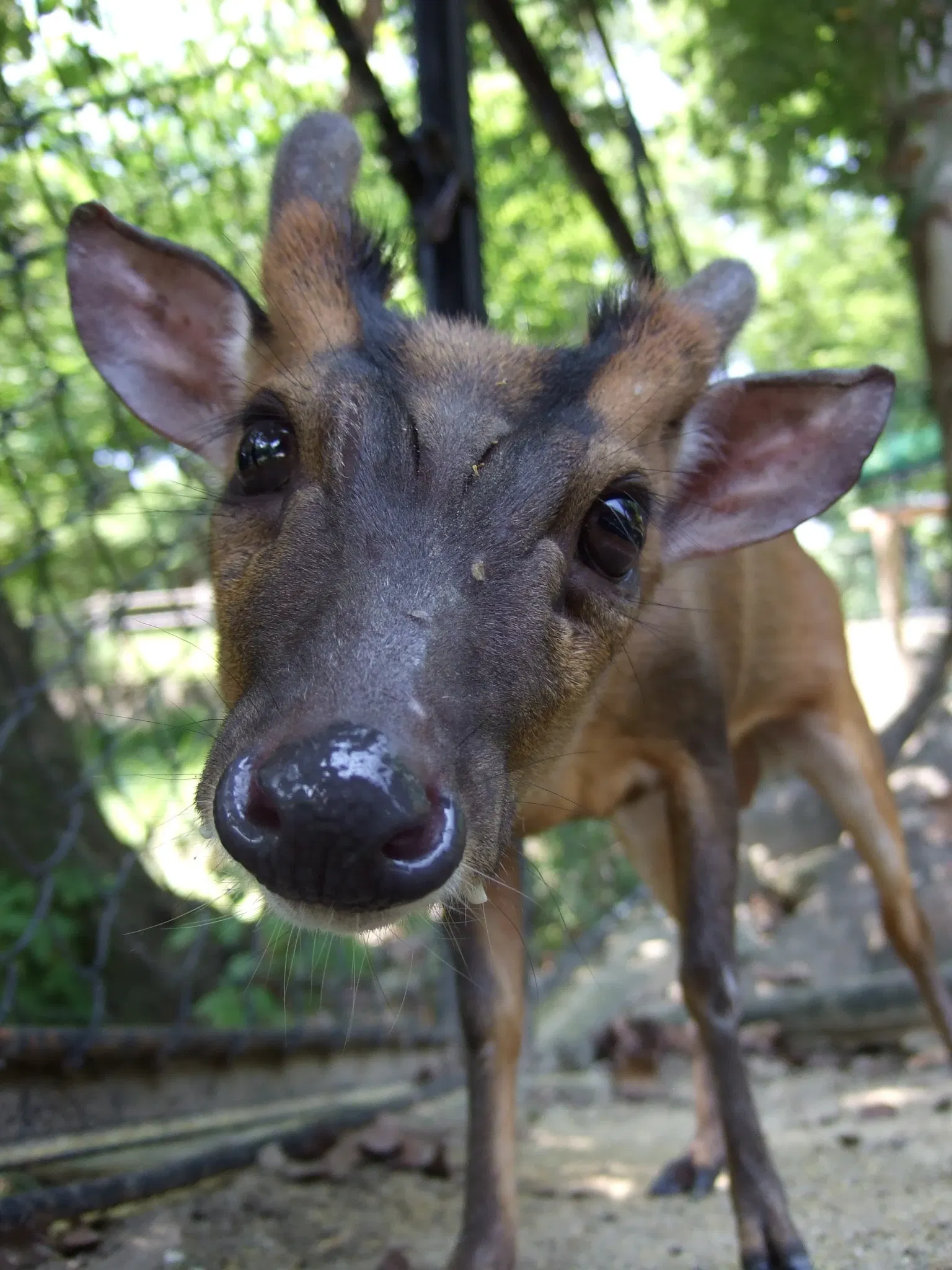 Fukuoka Municipal Zoo and Botanical Garden