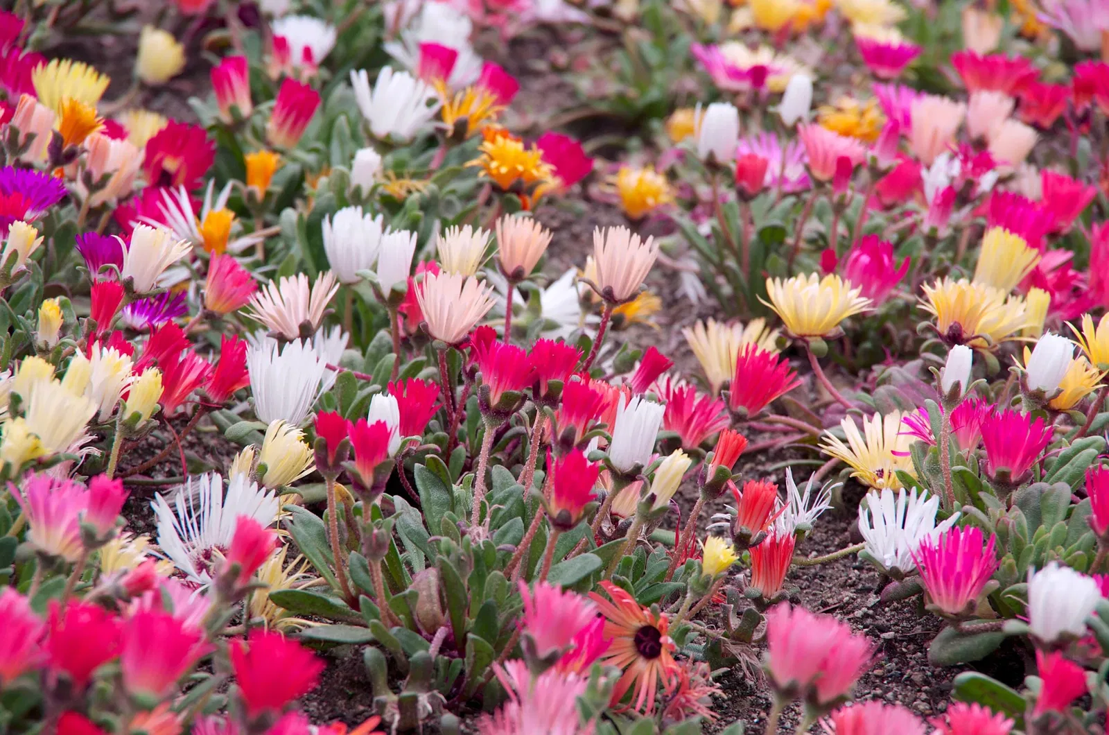 Fukuoka Municipal Zoo and Botanical Garden