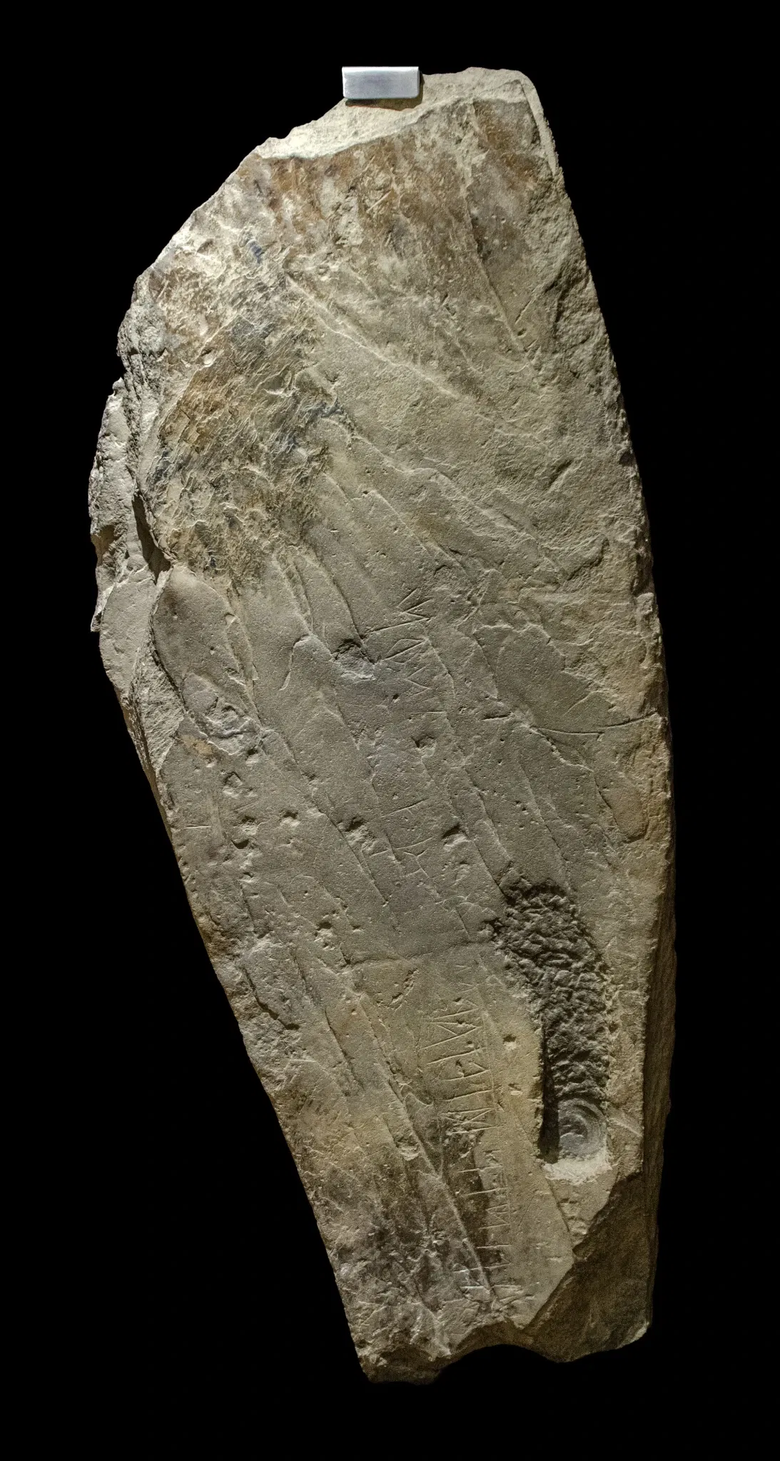 Museu da Escrita do Sudoeste