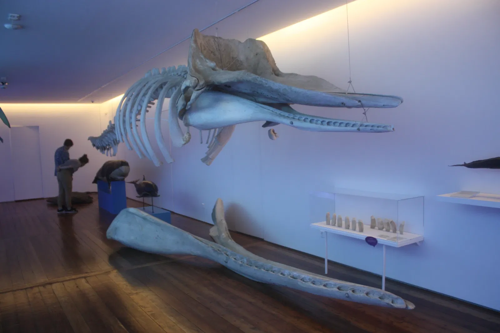 Carlos Machado Museum