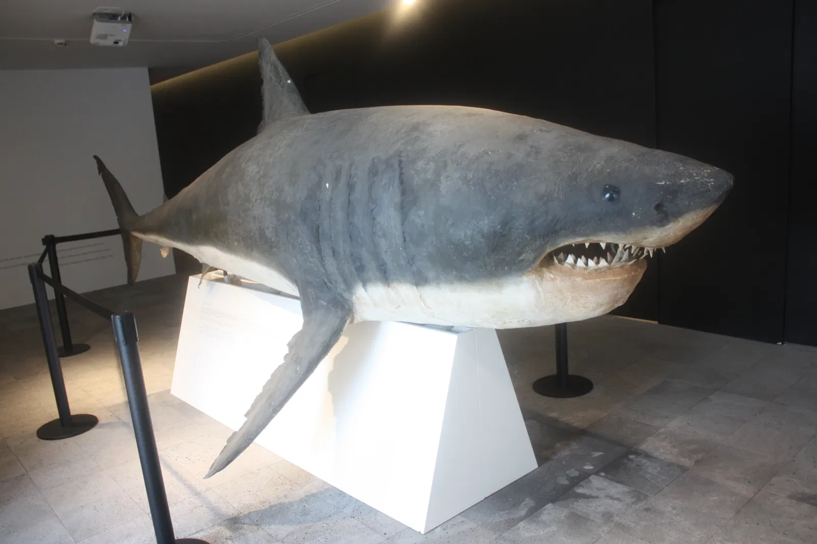 Carlos Machado Museum