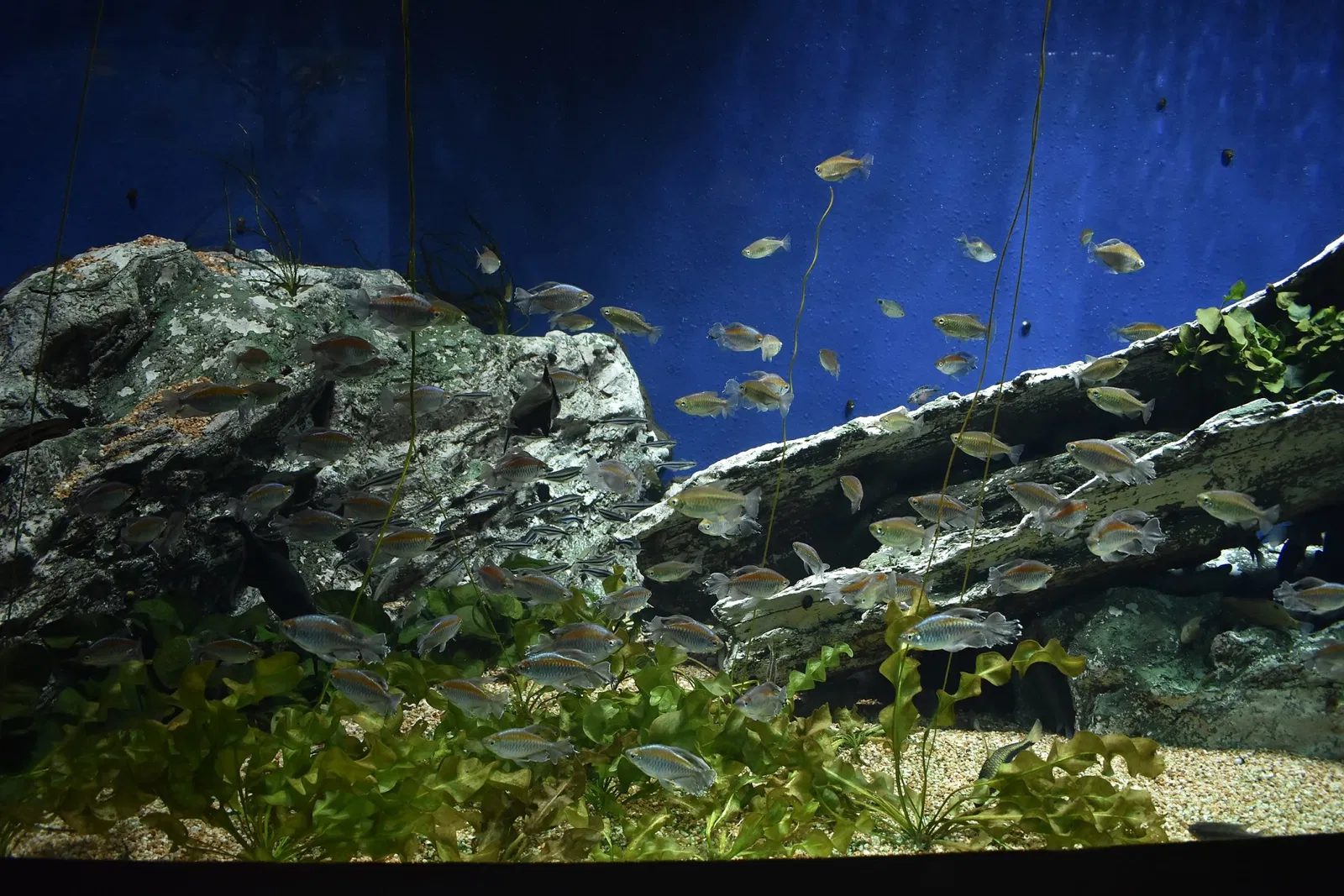 Sunshine Aquarium