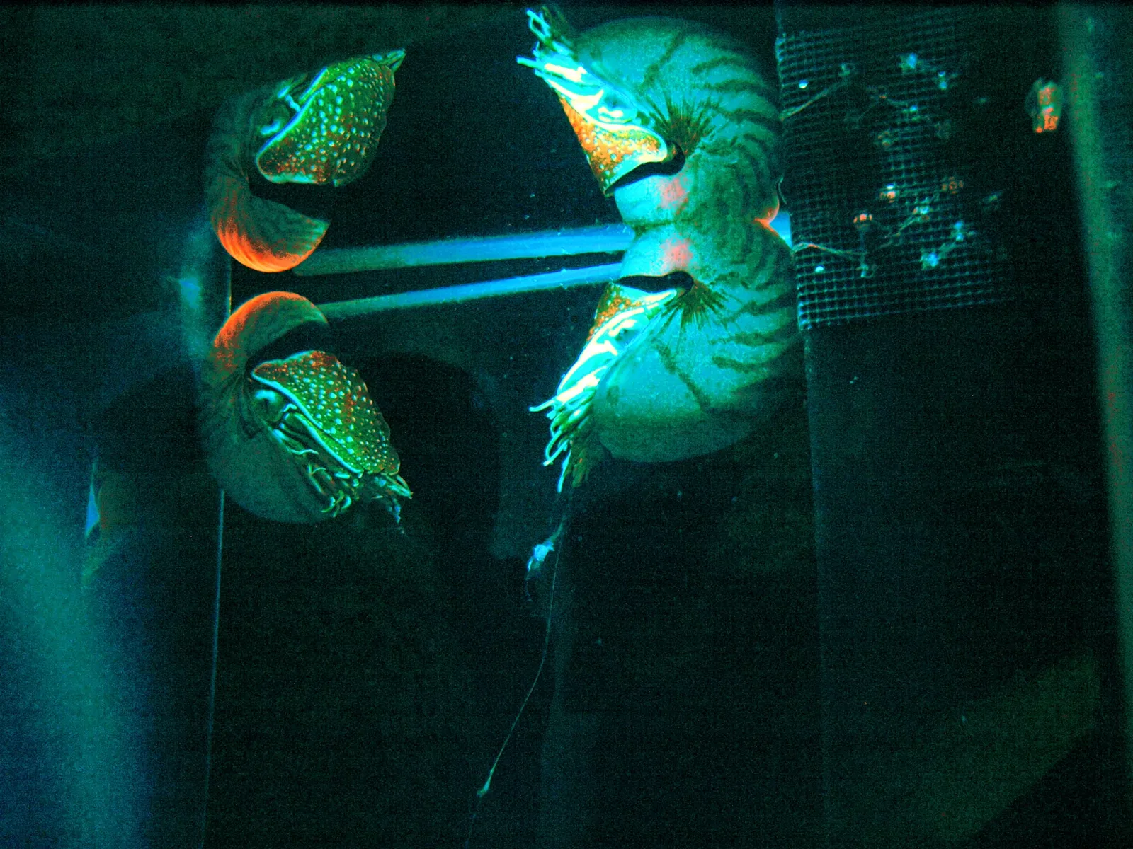 Numazu Port Deep Sea Aquarium