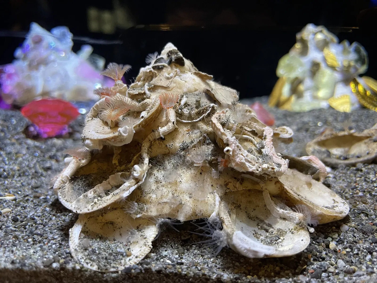 Numazu Port Deep Sea Aquarium