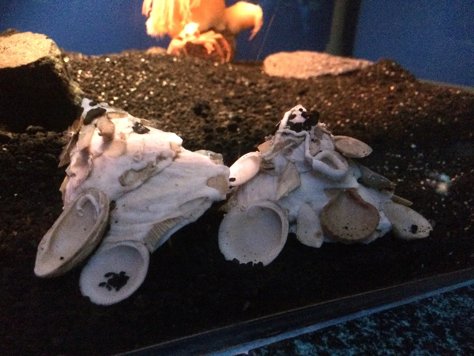 Numazu Port Deep Sea Aquarium