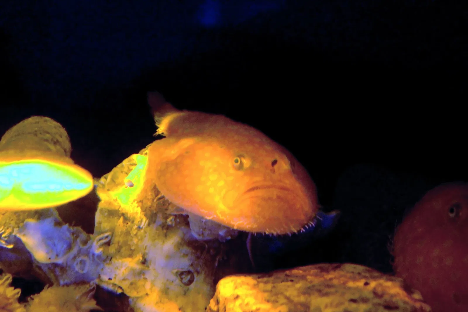 Numazu Port Deep Sea Aquarium