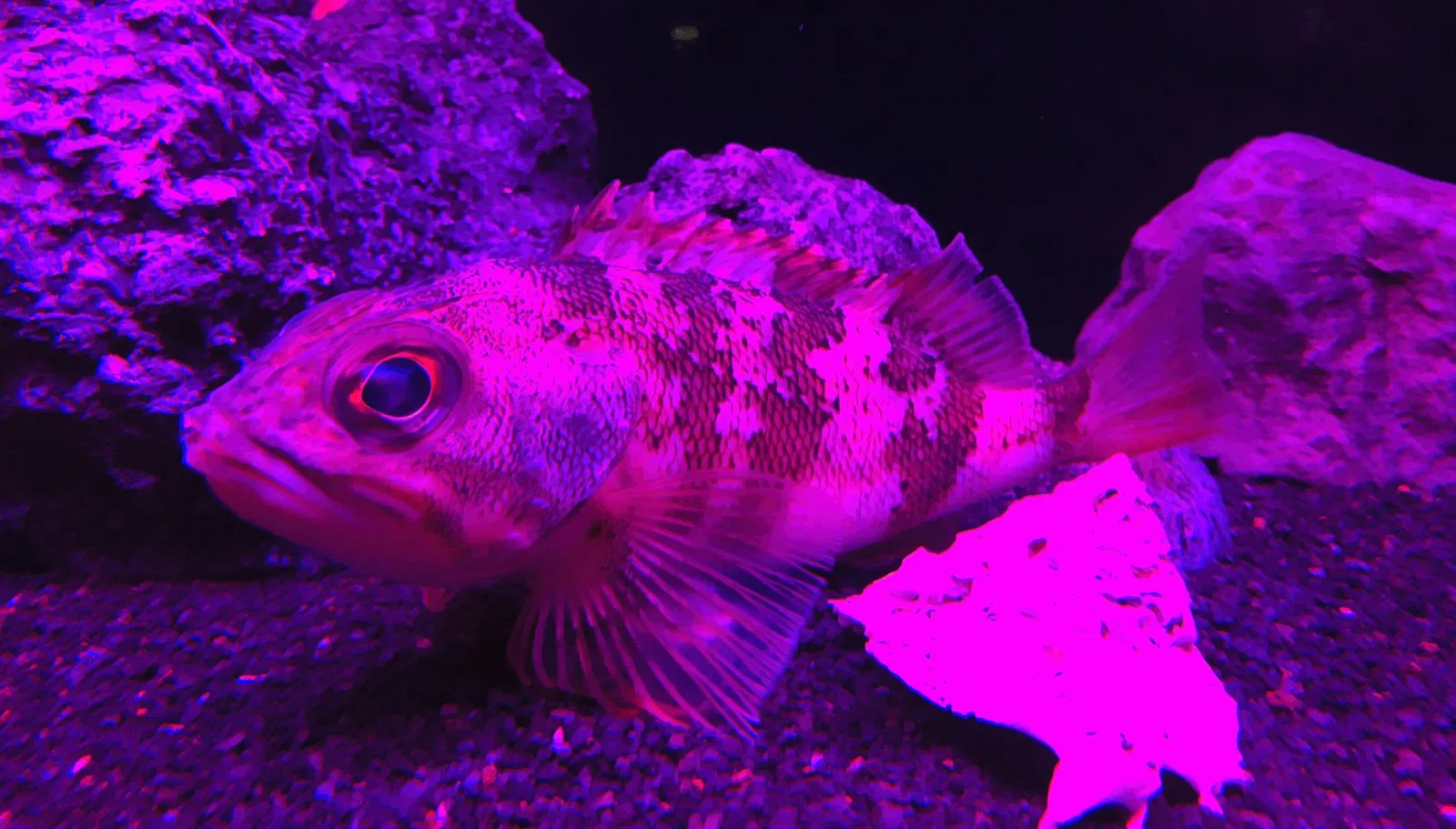 Numazu Port Deep Sea Aquarium