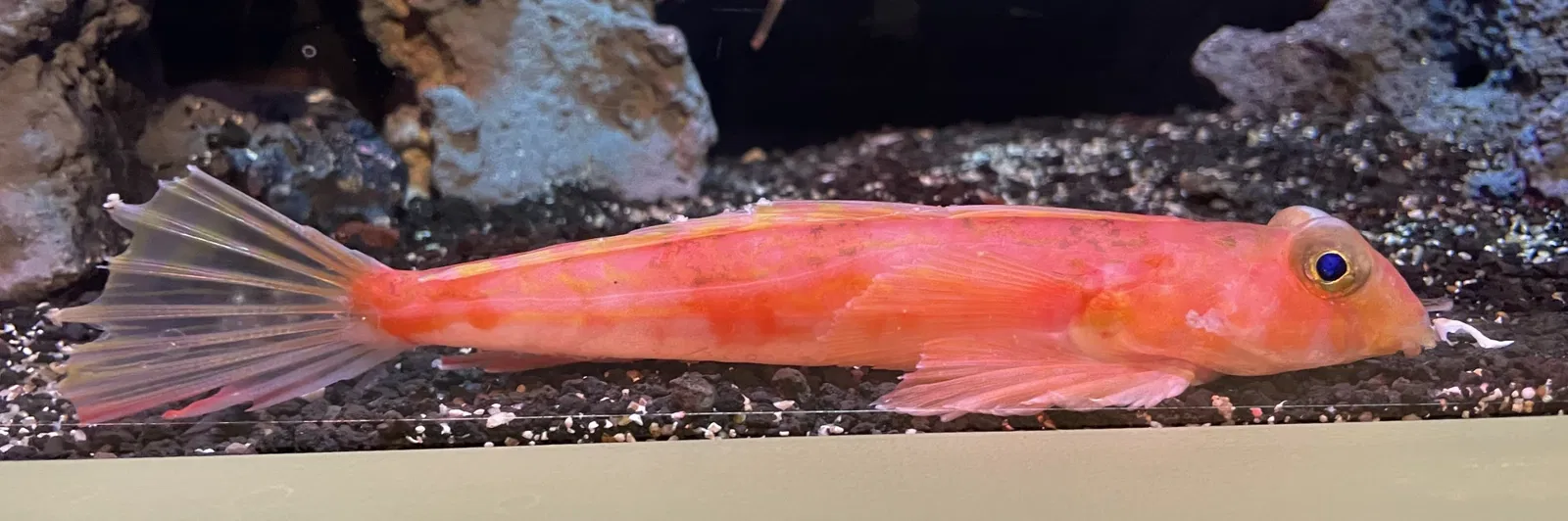 Numazu Port Deep Sea Aquarium