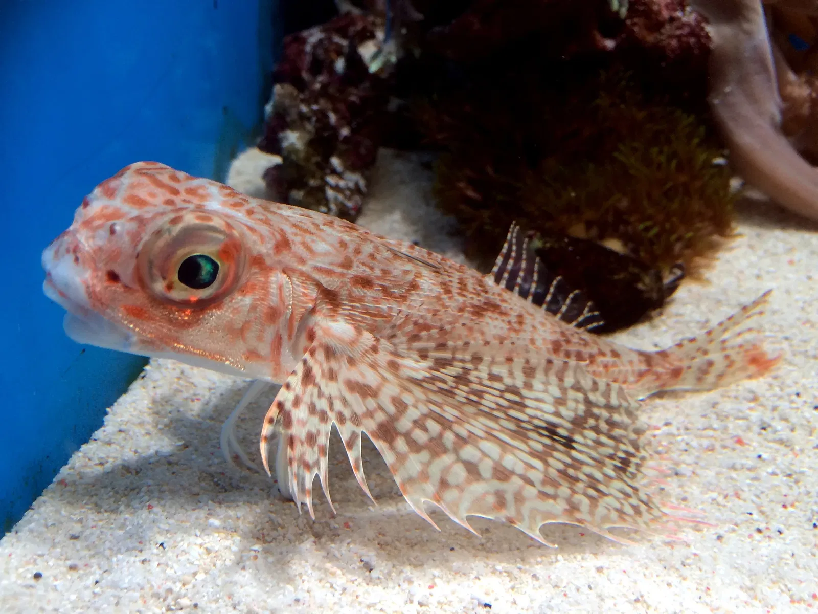 Numazu Port Deep Sea Aquarium