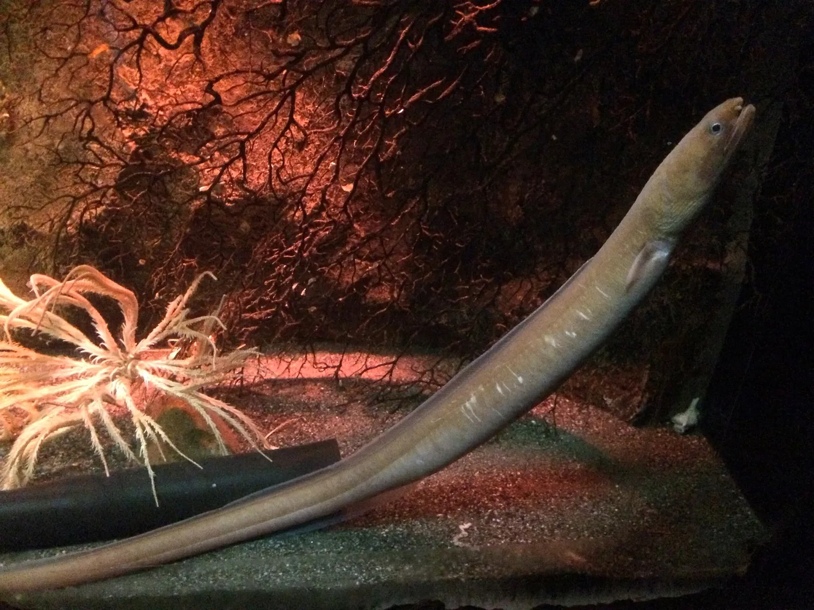 Numazu Port Deep Sea Aquarium