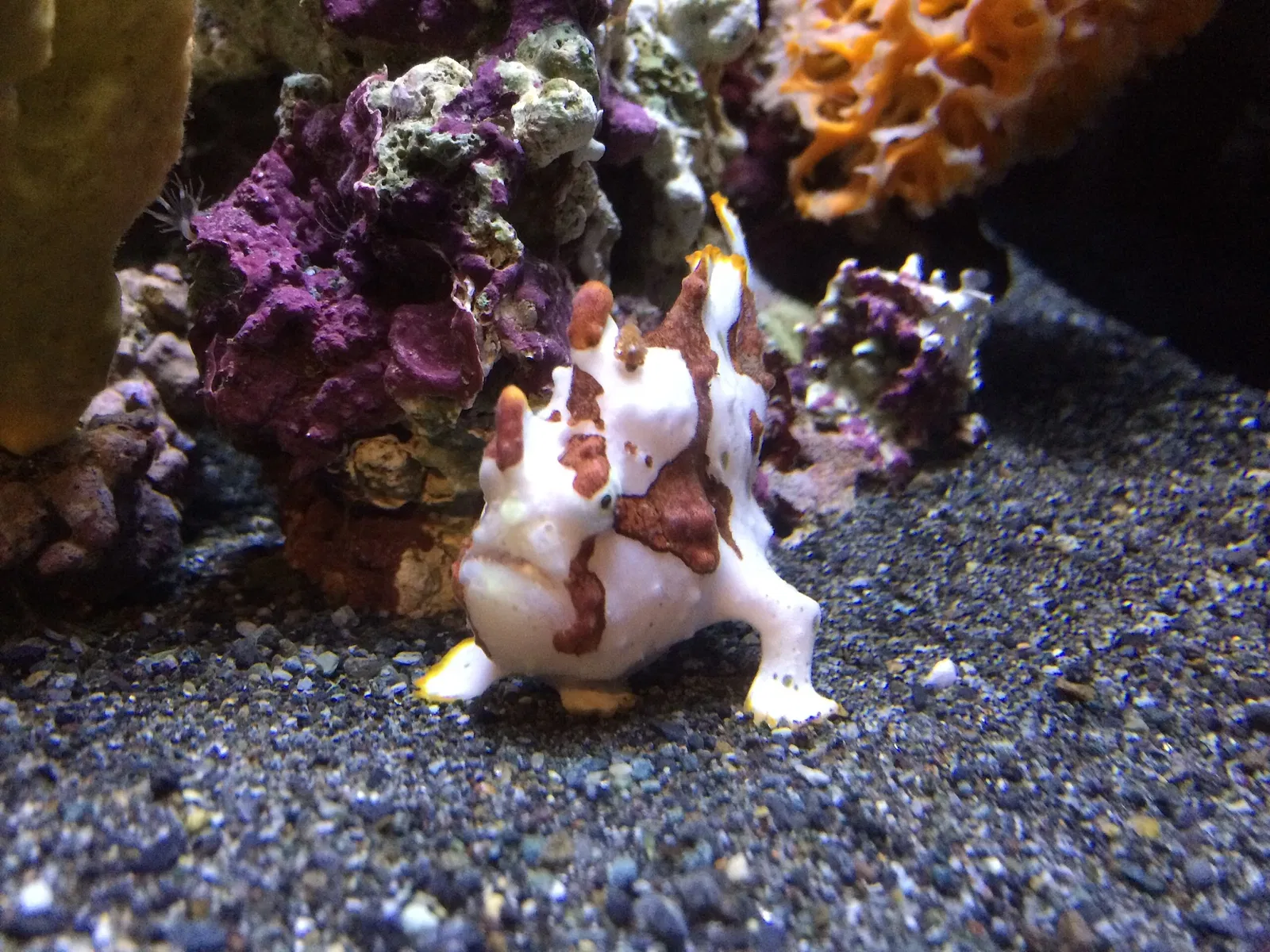 Numazu Port Deep Sea Aquarium