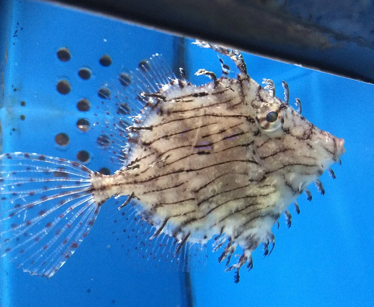 Numazu Port Deep Sea Aquarium