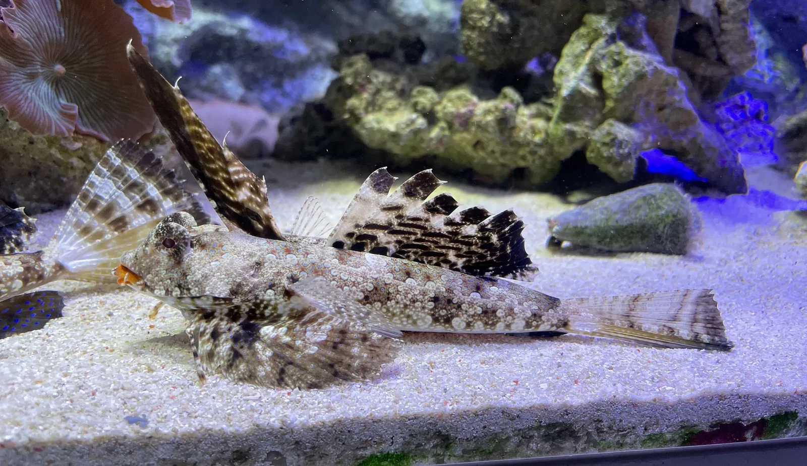 Numazu Port Deep Sea Aquarium