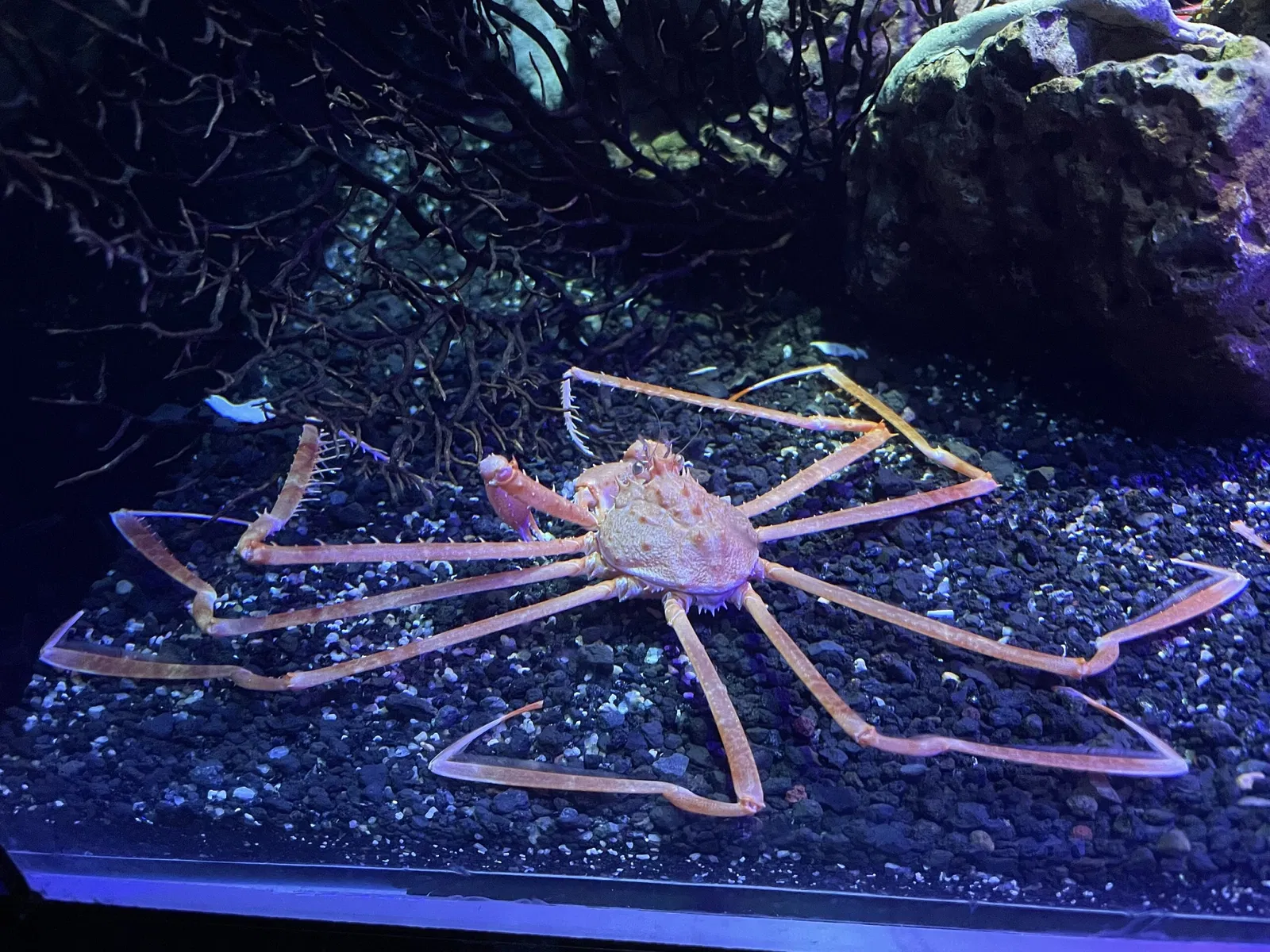 Numazu Port Deep Sea Aquarium