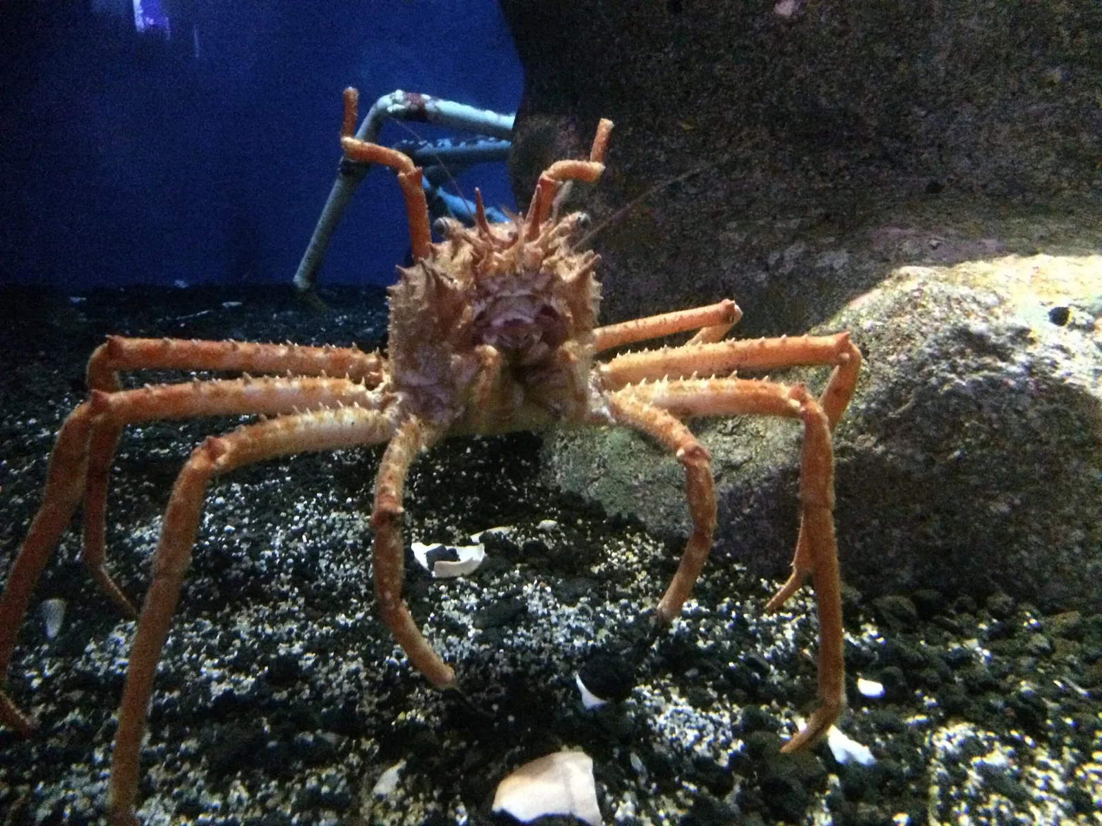 Numazu Port Deep Sea Aquarium