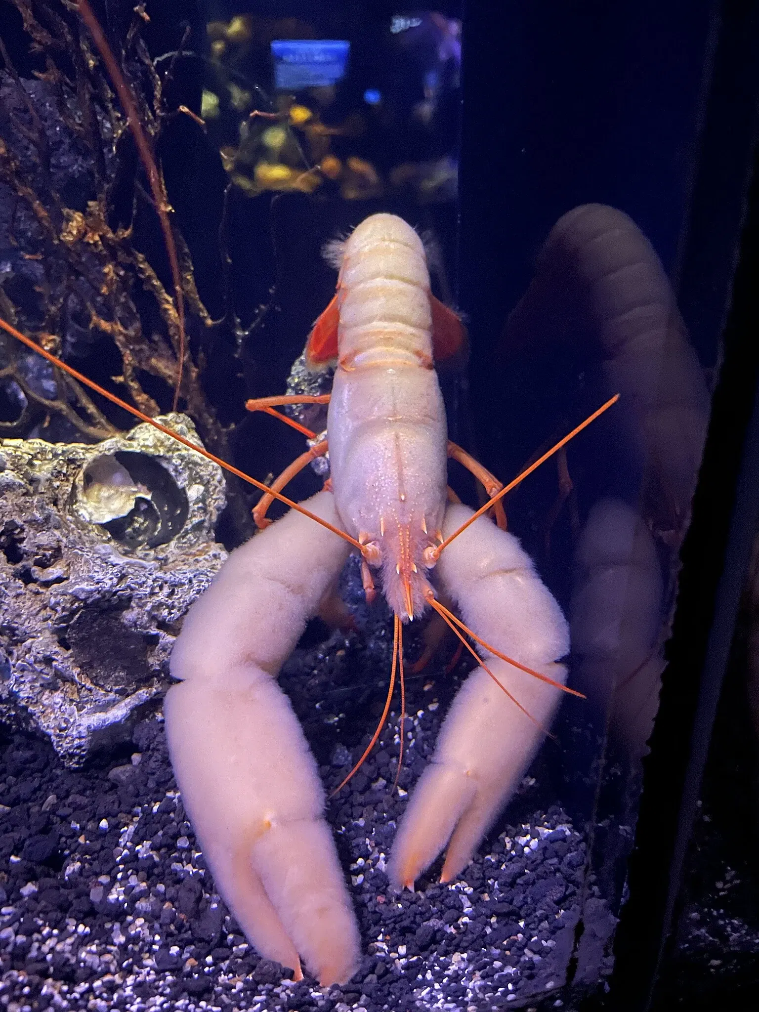 Numazu Port Deep Sea Aquarium