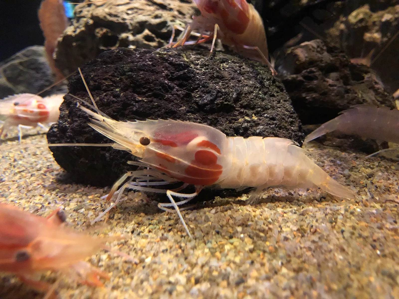 Numazu Port Deep Sea Aquarium