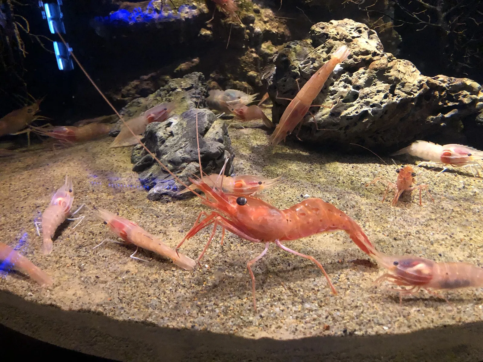 Numazu Port Deep Sea Aquarium