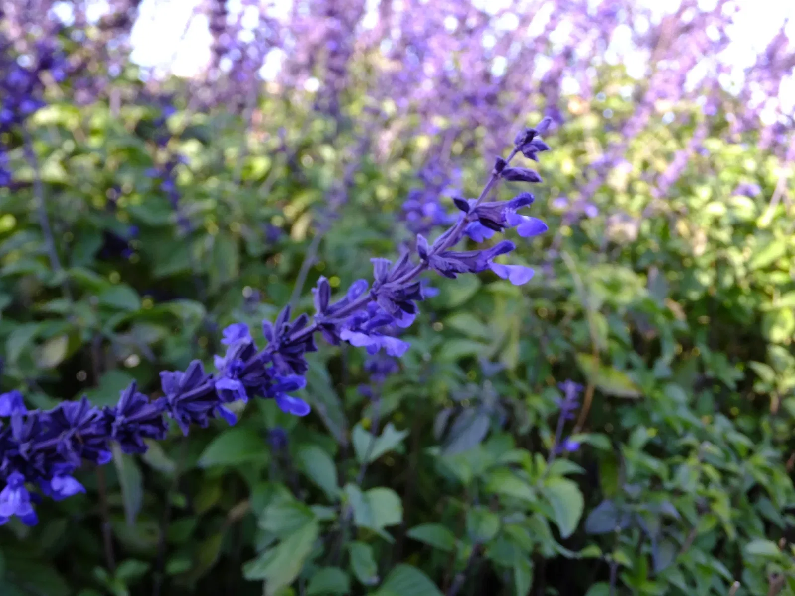Chiba City Floral Museum