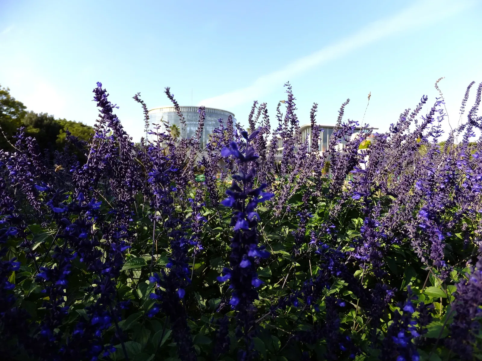 Chiba City Floral Museum