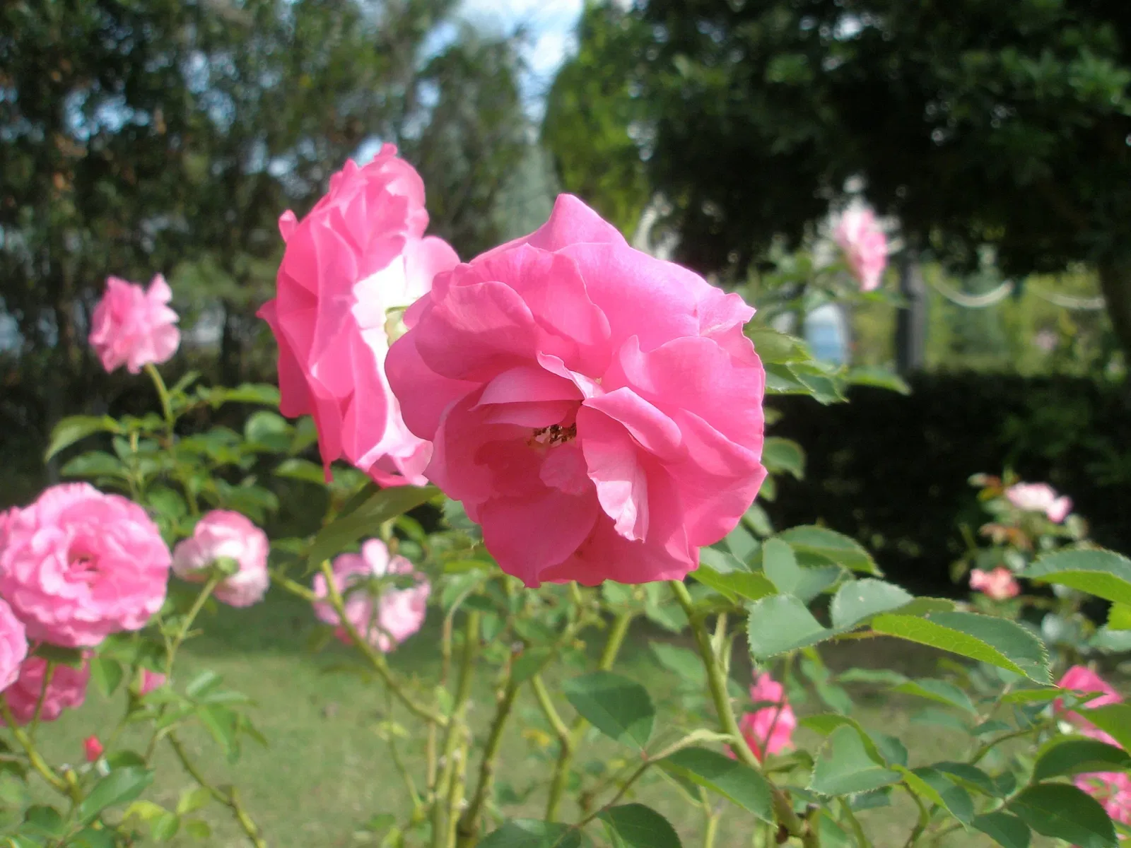 Chiba City Floral Museum