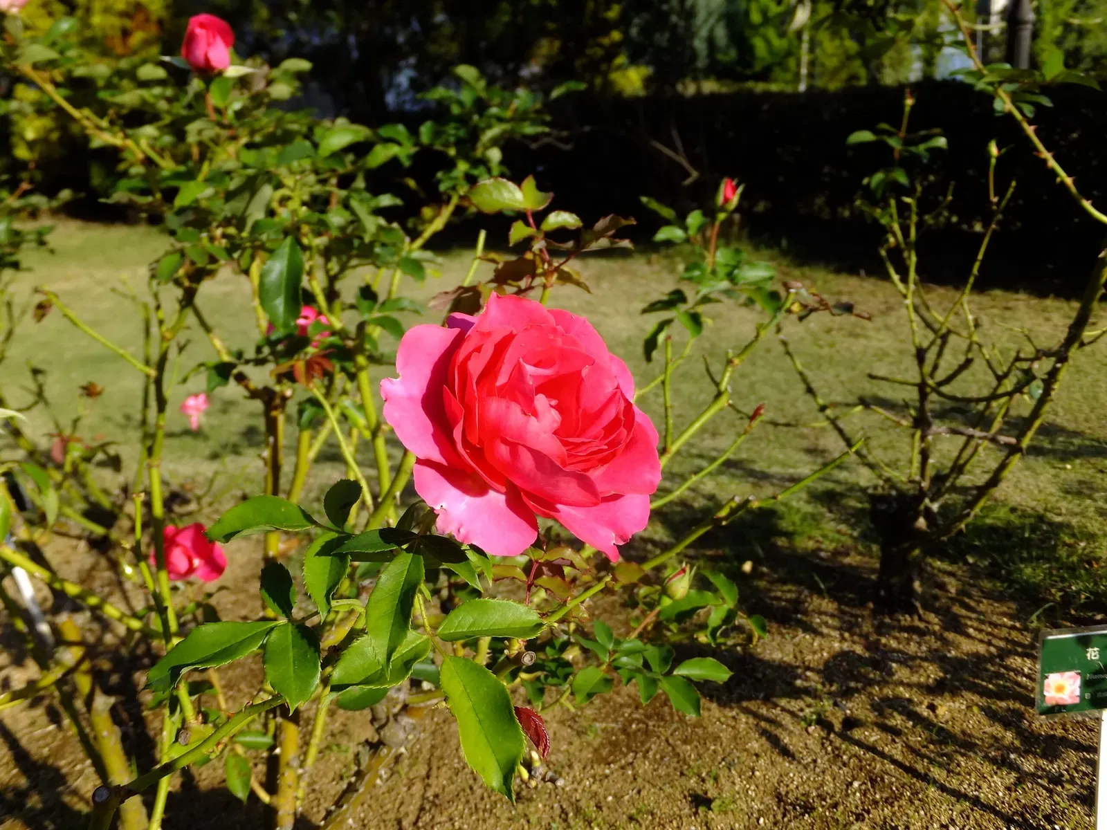 Chiba City Floral Museum