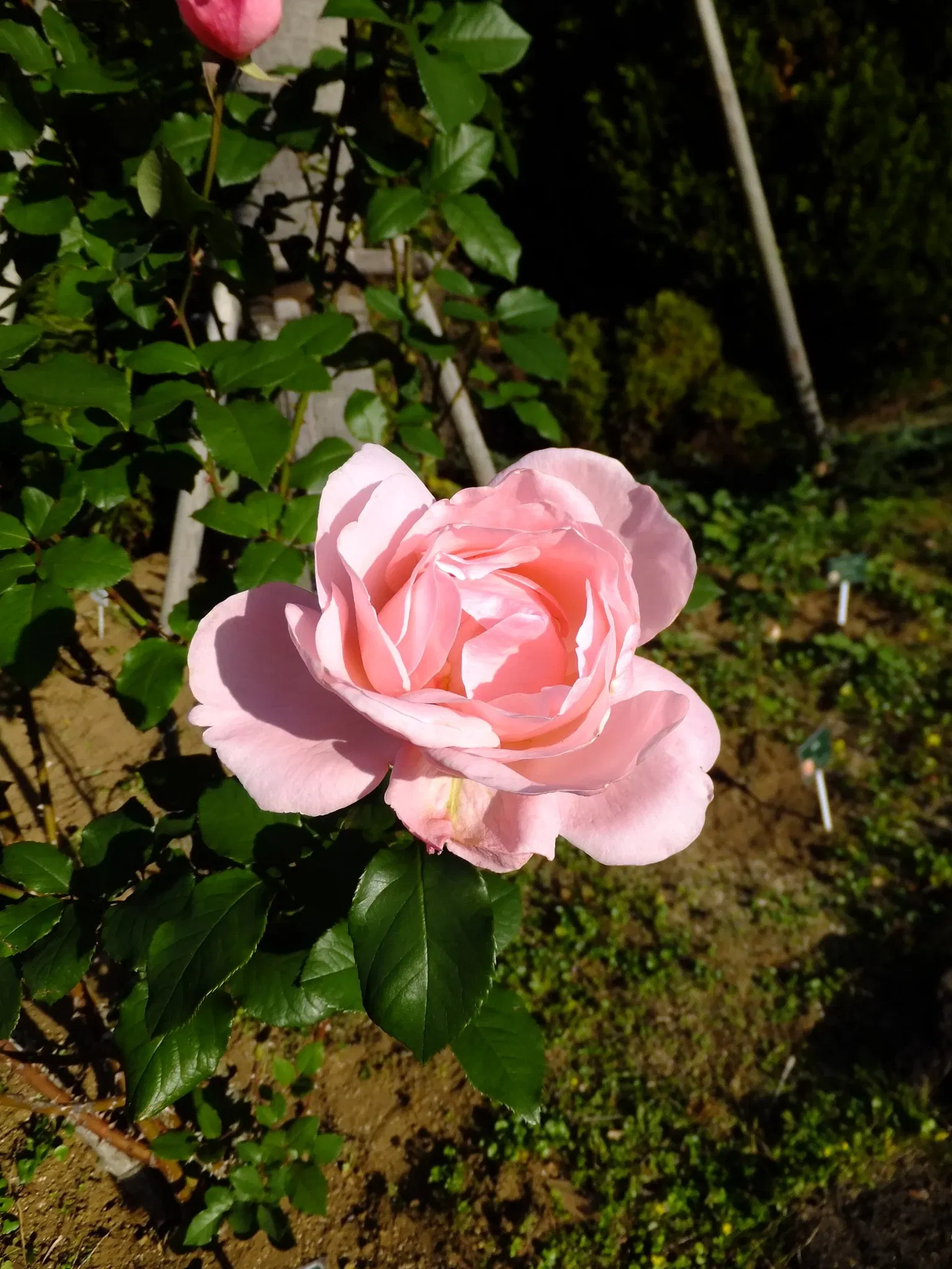 Chiba City Floral Museum