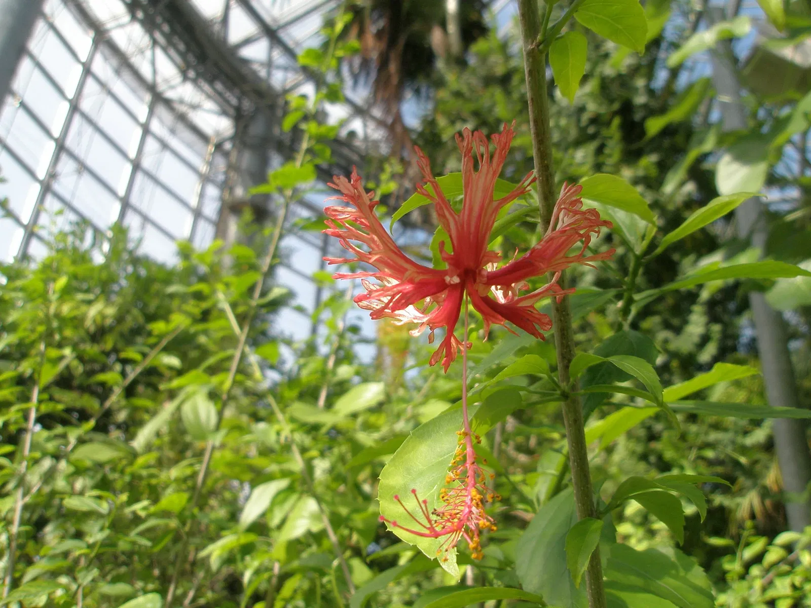 Chiba City Floral Museum