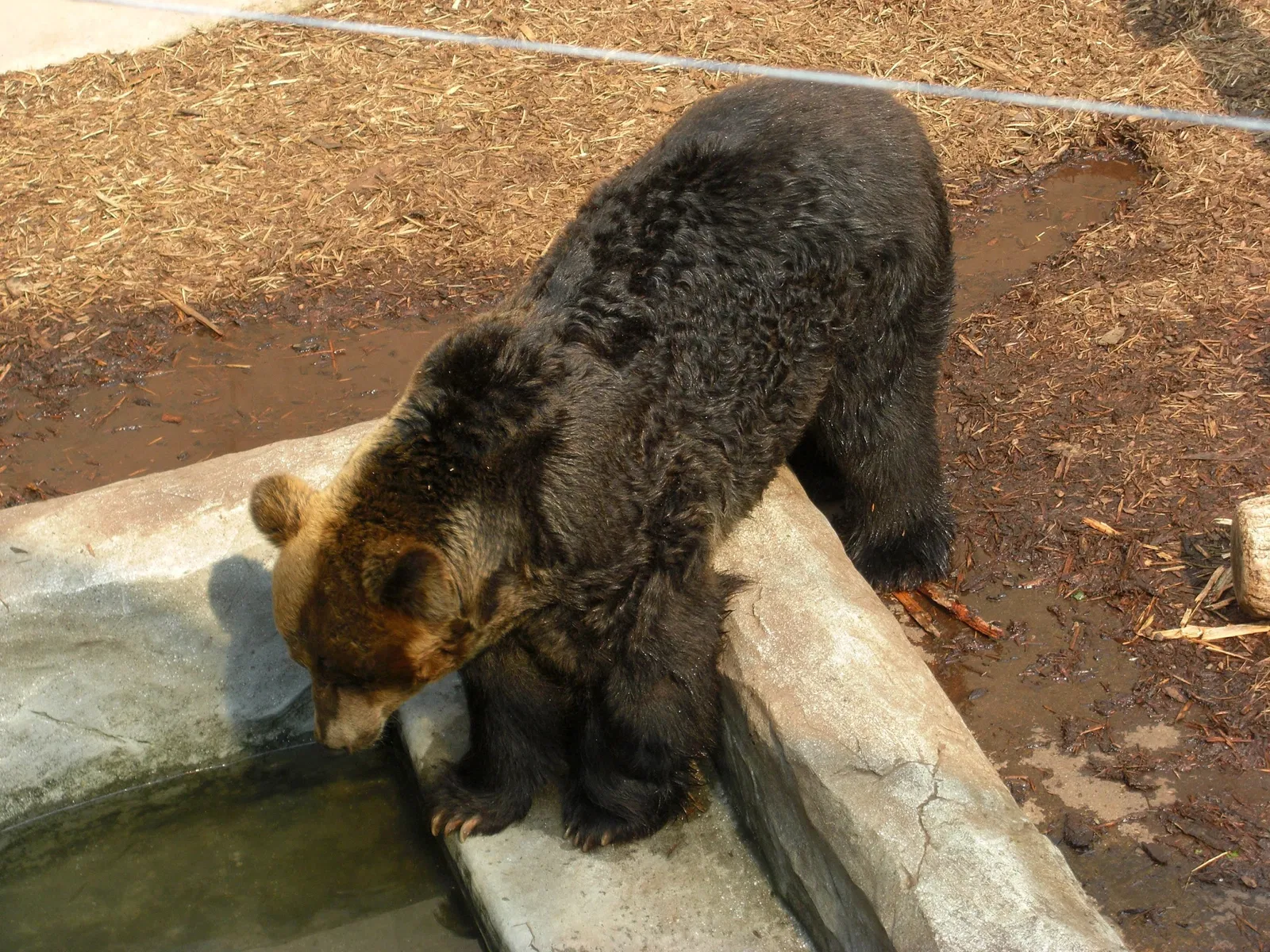 Asahiyama Zoo