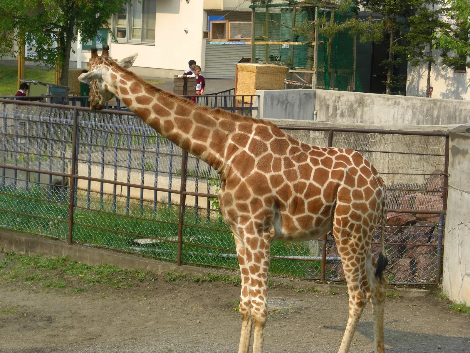 Asahiyama Zoo