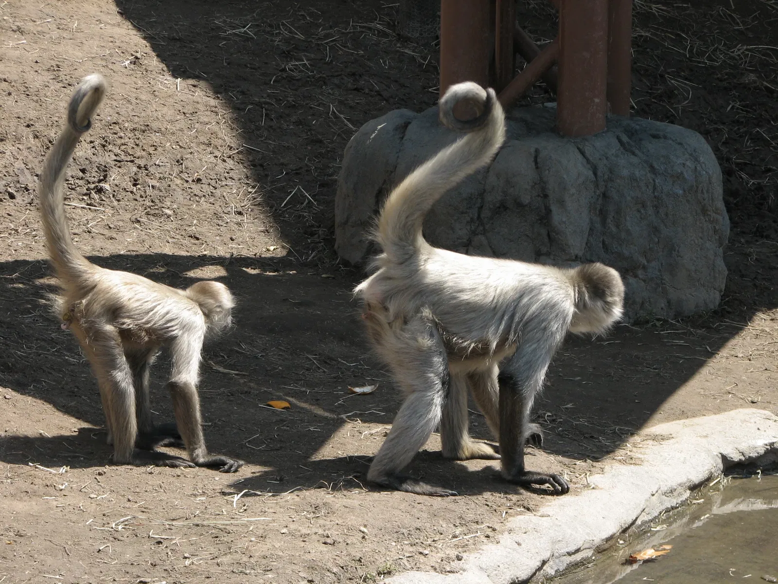 Asahiyama Zoo