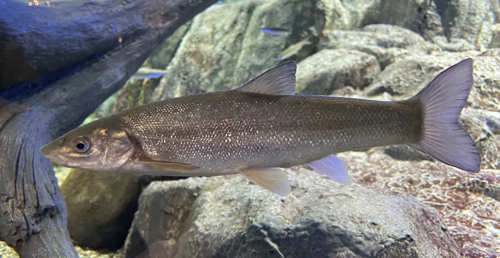 Salmon Hometown Chitose Aquarium