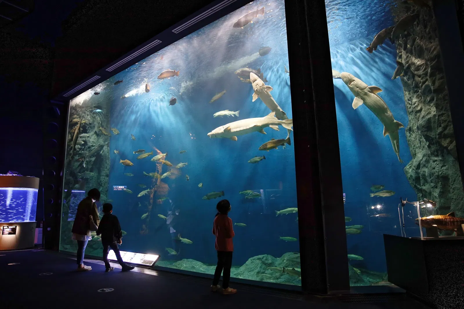 Salmon Hometown Chitose Aquarium