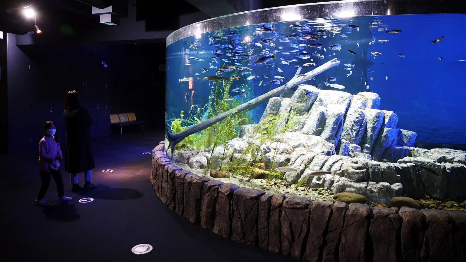 Salmon Hometown Chitose Aquarium