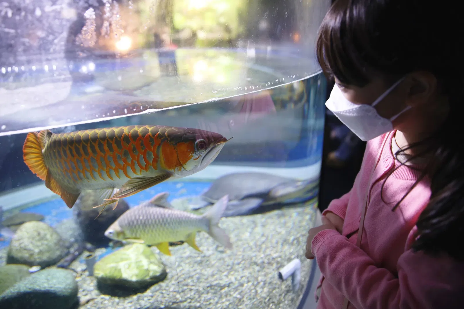 Salmon Hometown Chitose Aquarium