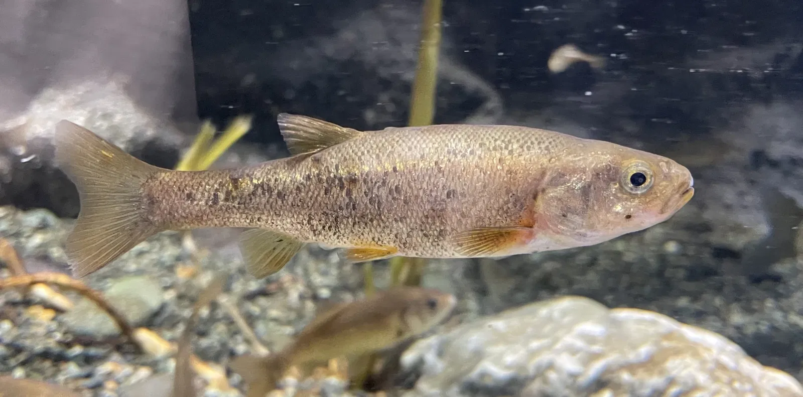 Salmon Hometown Chitose Aquarium