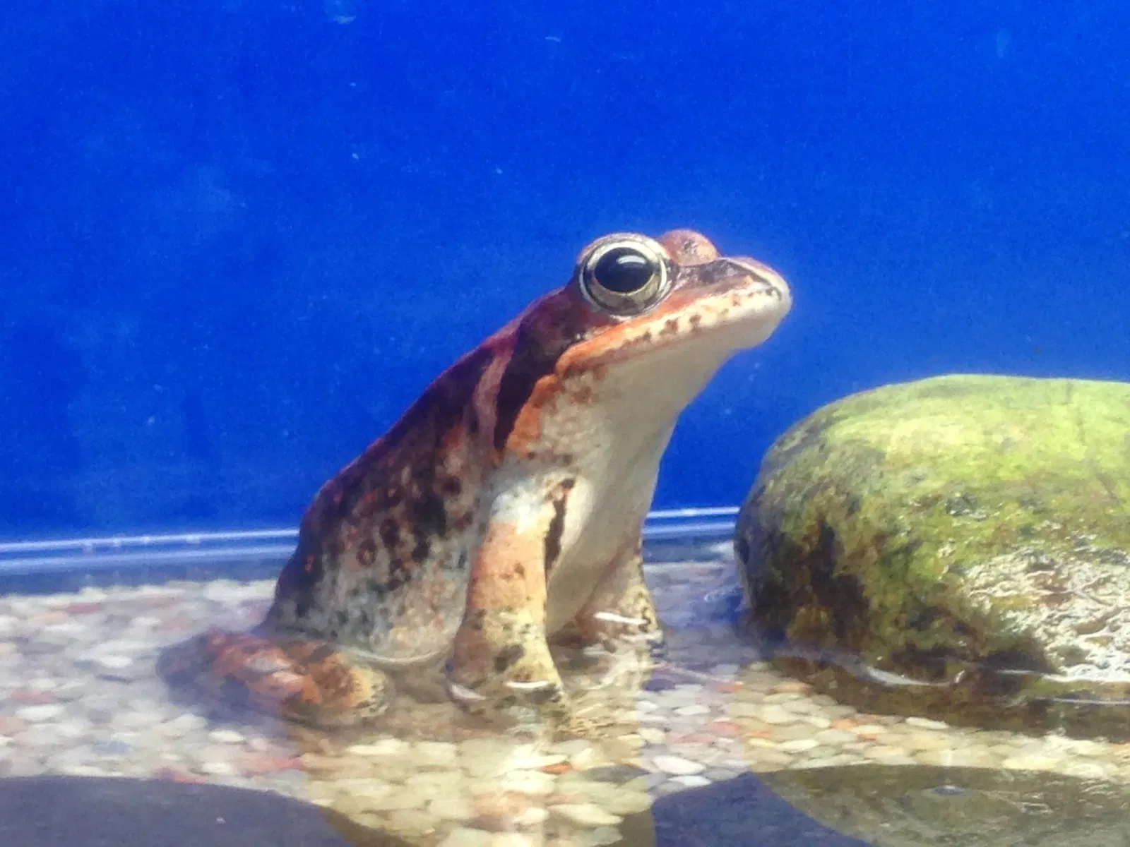 Salmon Hometown Chitose Aquarium